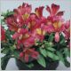 Alstroemeria-Jazze-'Deep Rose'